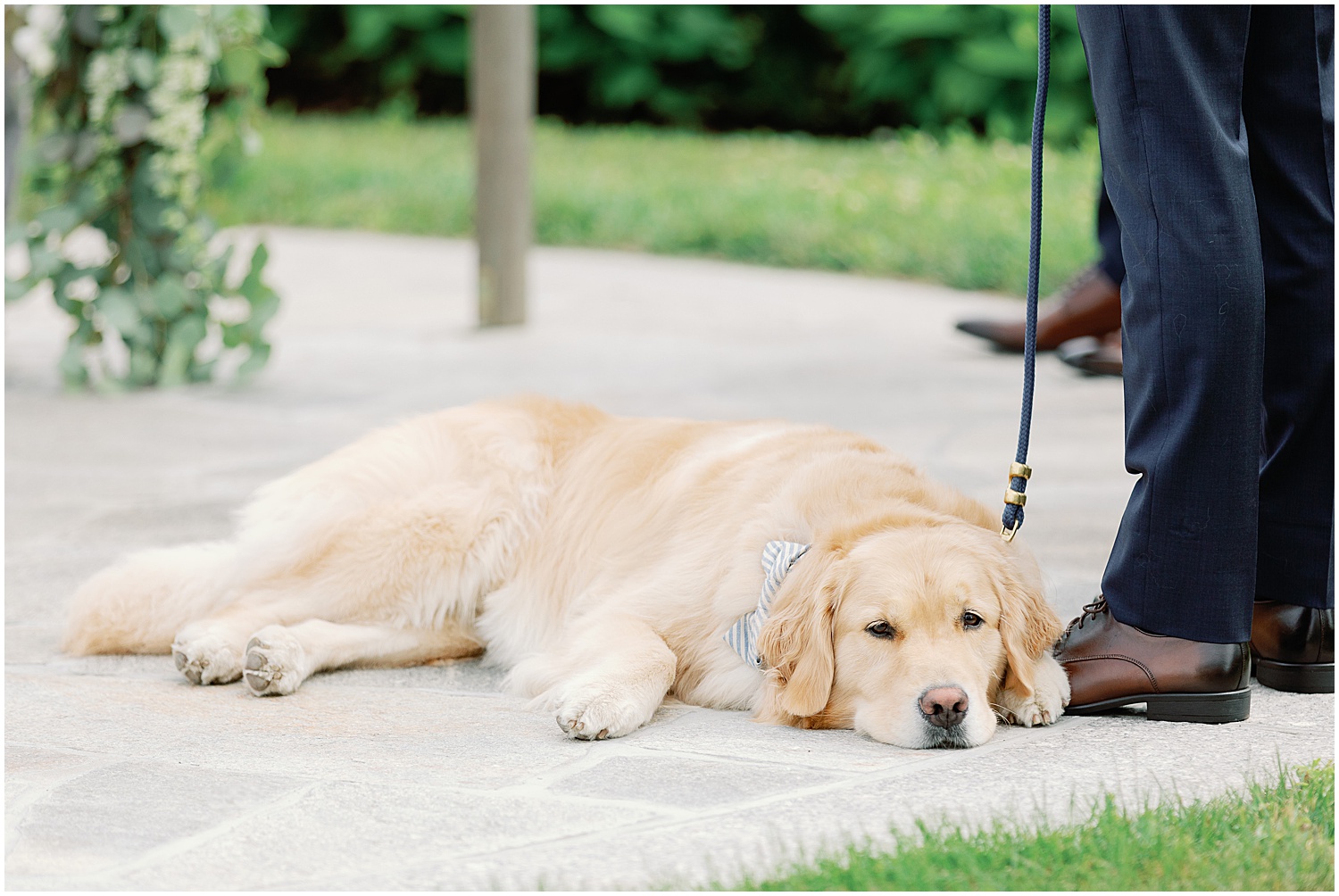 golden retriever at kennebunkport maine wedding ceremony
