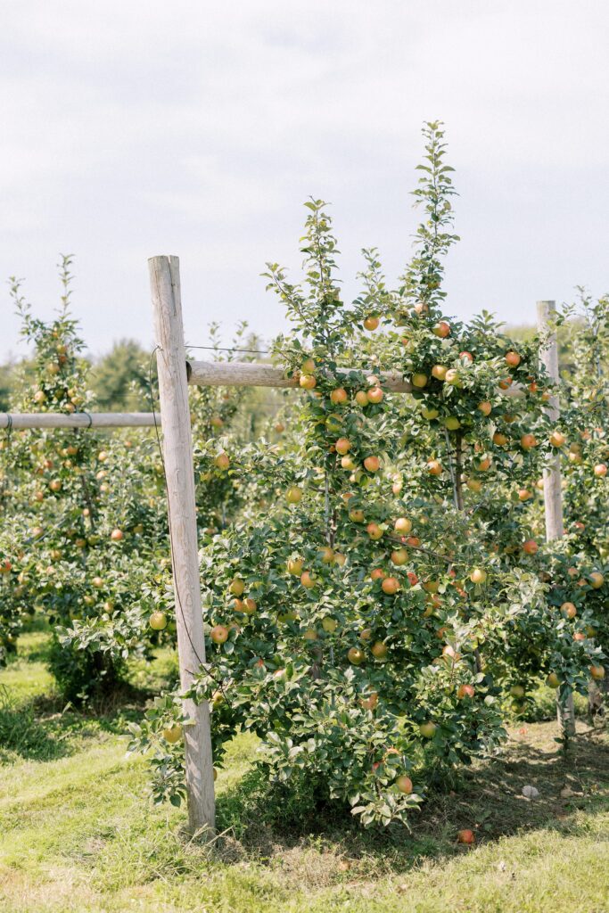 The orchards at The Greenery at McKenzie's Farm